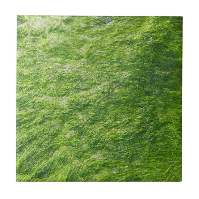 Sea Moss Green Nature Grass Beach Nautical Fliese (Vorderseite)