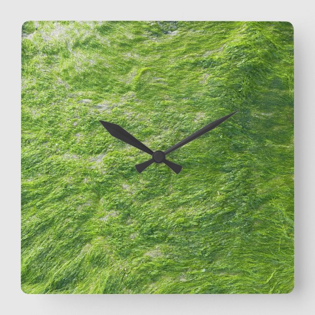 Sea Moss Green Nature Grass Beach Nautical Quadratische Wanduhr (Vorderseite)