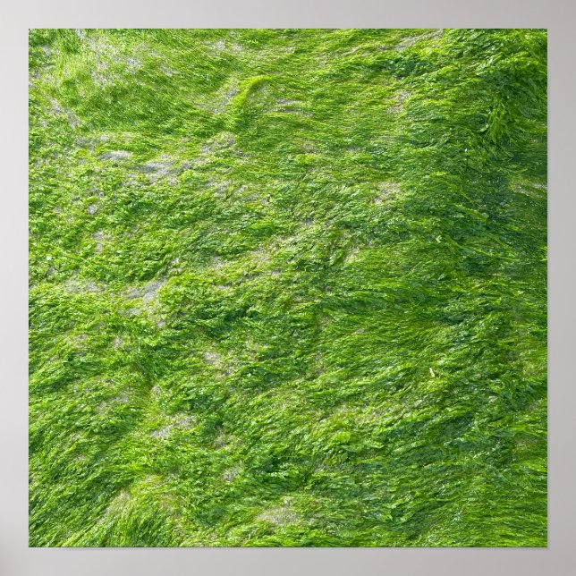 Sea Moss Green Nature Landschaftliche Nautical Coa Poster (Vorne)