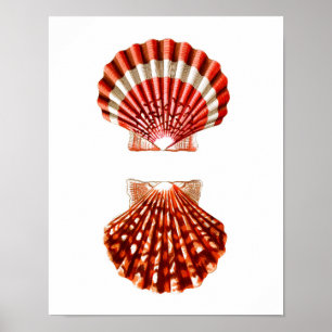 Sea Muschel Art Print no.9 Beach Wohngestaltung Poster