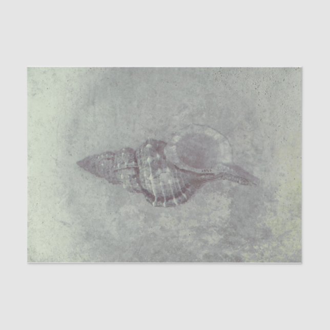 Sea Muschel Grau Vintag Ocean Beach Textur Seidenpapier (Vorderseite)