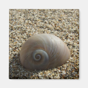 Sea Muschel Magnet