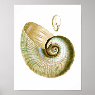 Sea Muschel Nr.11 Stranddekoration Art Print Poster