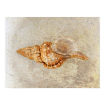 Sea Muschel Vintag Antik Strand Textur des Ozeans