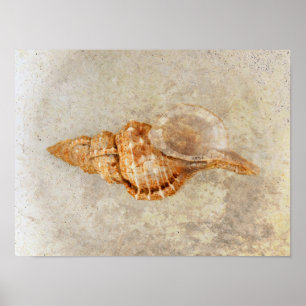 Sea Muschel Vintag Antik Strand Textur des Ozeans Poster