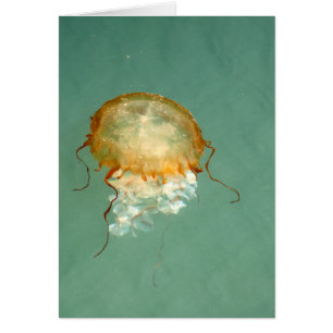 Sea Nettle Jellyfish Kunstkarte