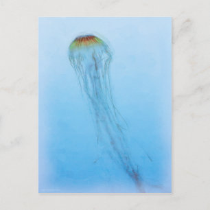 Sea Nettle Postkarte