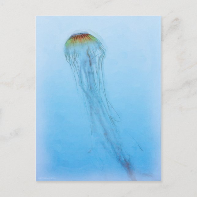 Sea Nettle Postkarte (Vorderseite)