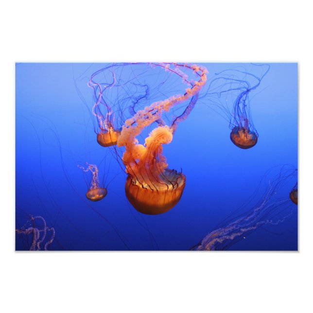 Sea Nettles in bewegtem Bild Fotodruck (Vorne)