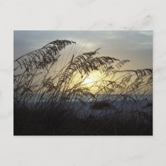 Sea Oats, Anna Marie Island Postkarte