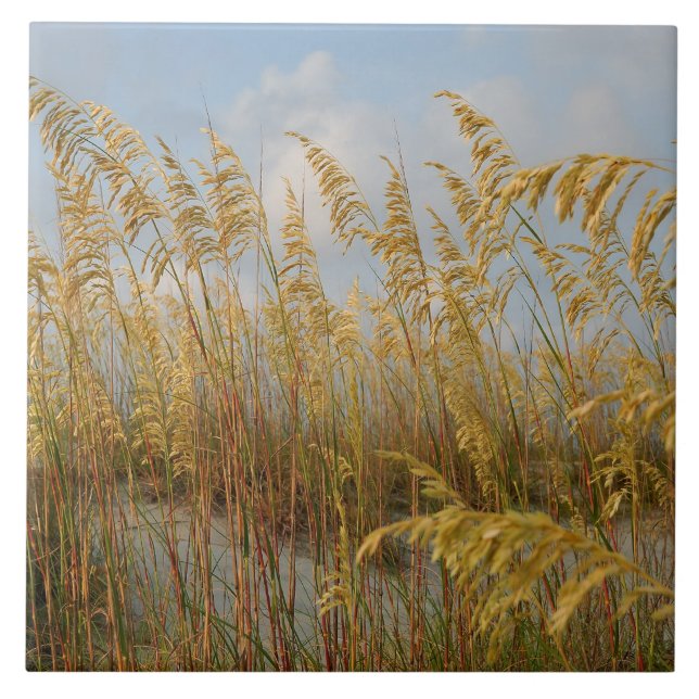 Sea Oats auf dem Strand Sanddünen Fliese (Vorderseite)