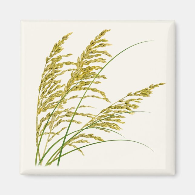 Sea Oats Magnet (Vorne)