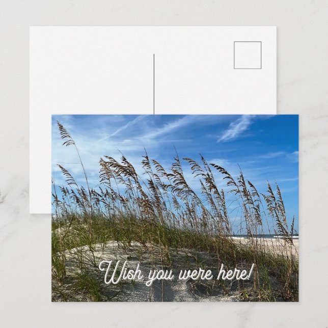 "Sea Oats" Postkarte (Vorne/Hinten)