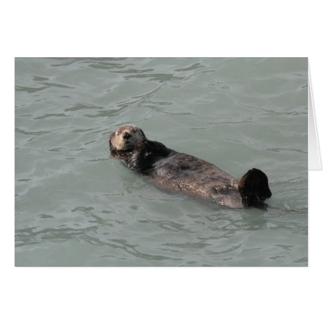 Sea Otter (Vorderseite (Horizontal))