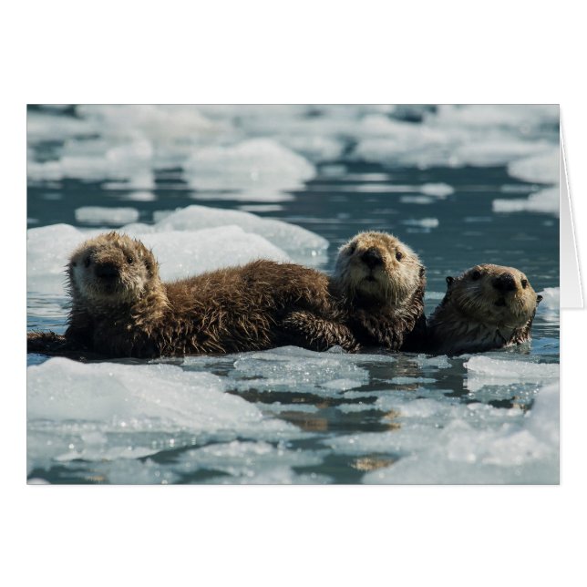 Sea Otter (Vorderseite (Horizontal))