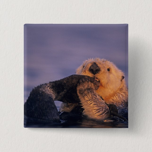 Sea Otter, Enhydra lutris Button (Vorderseite)