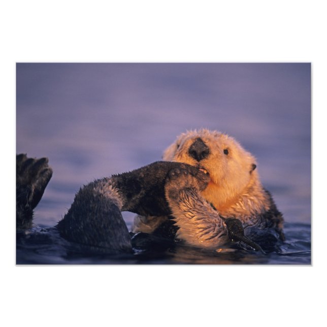 Sea Otter, Enhydra lutris Fotodruck (Vorne)
