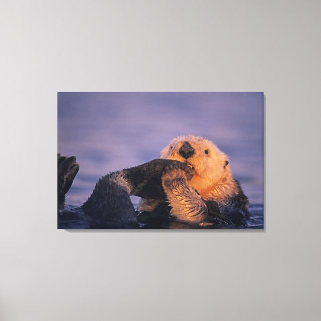 Sea Otter, Enhydra lutris Leinwanddruck (Vorderseite)