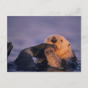 Sea Otter, Enhydra lutris Postkarte