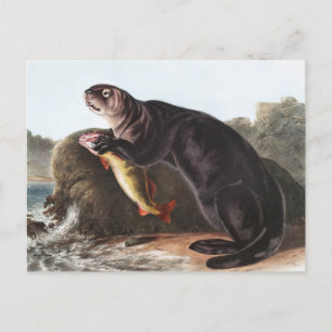 Sea Otter (Enhydra marina) Illustration Postkarte