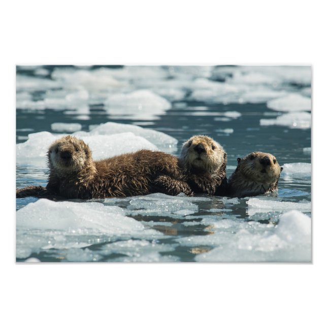 Sea Otter Fotodruck (Vorne)