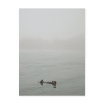 Sea Otter im Nebel