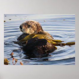 Sea Otter in Kelp umwickelt Poster