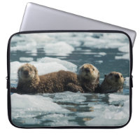 Sea Otter