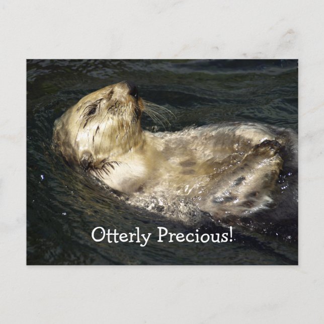 Sea Otter Postcard Postkarte (Vorderseite)