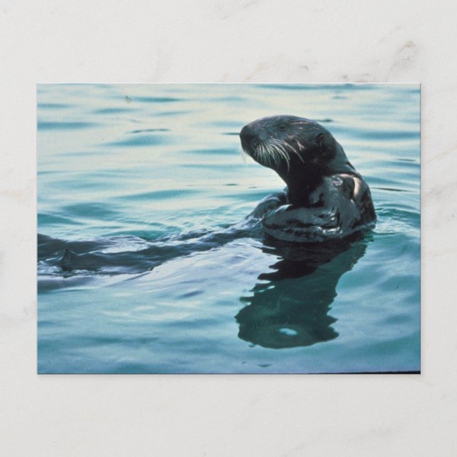 Sea Otter Postkarte (Vorderseite)