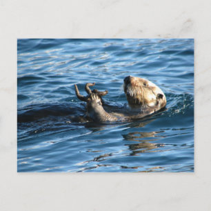 Sea Otter Postkarte