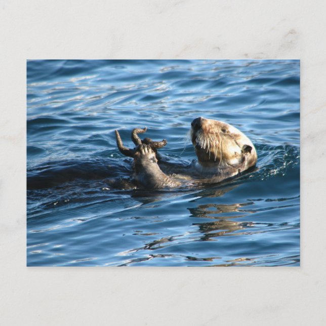 Sea Otter Postkarte (Vorderseite)