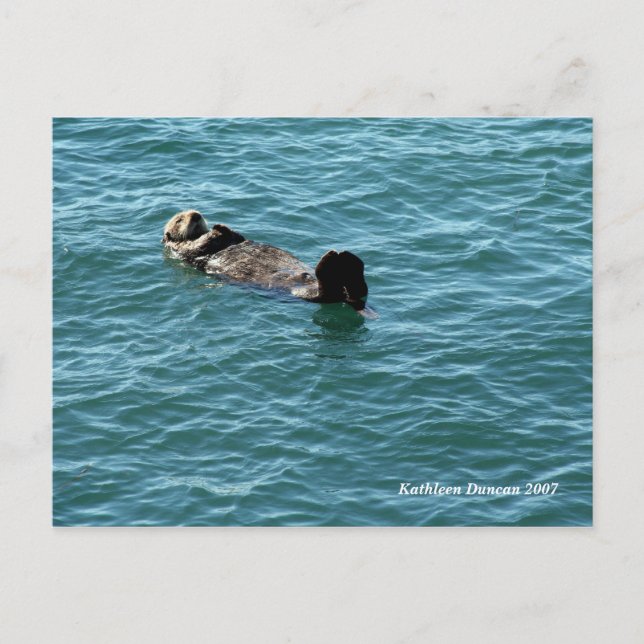 Sea Otter Schlafen Postkarte (Vorderseite)