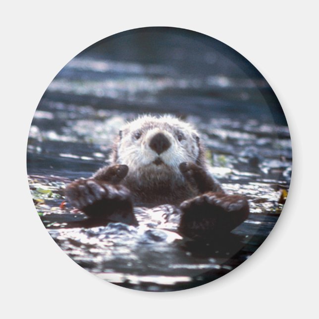 Sea Otter Schwimmen Magnet (Vorne)