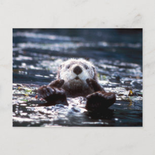 Sea Otter Schwimmen Postkarte