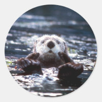 Sea Otter Schwimmen
