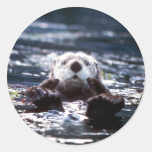Sea Otter Schwimmen Runder Aufkleber