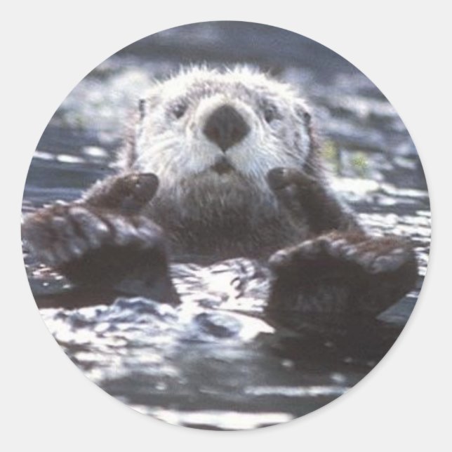Sea Otter Stickers (Vorderseite)