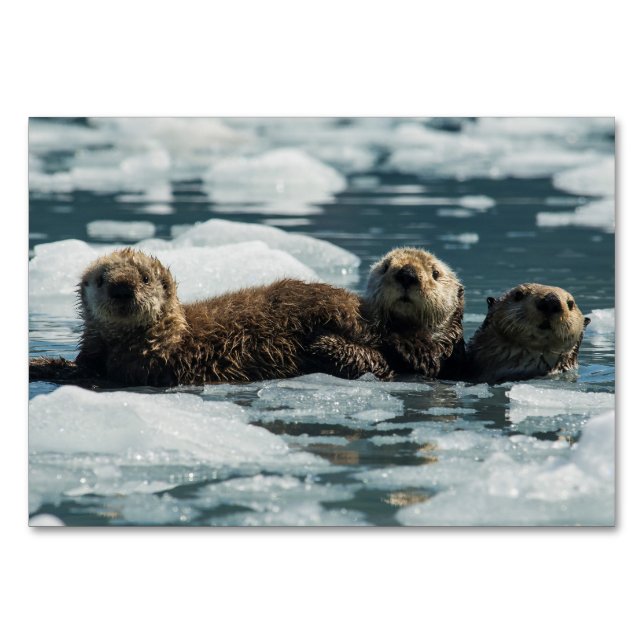 Sea Otter Tischnummer (Vorderseite)