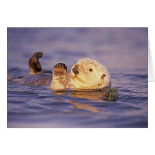 Sea Otters, Enhydra lutris
