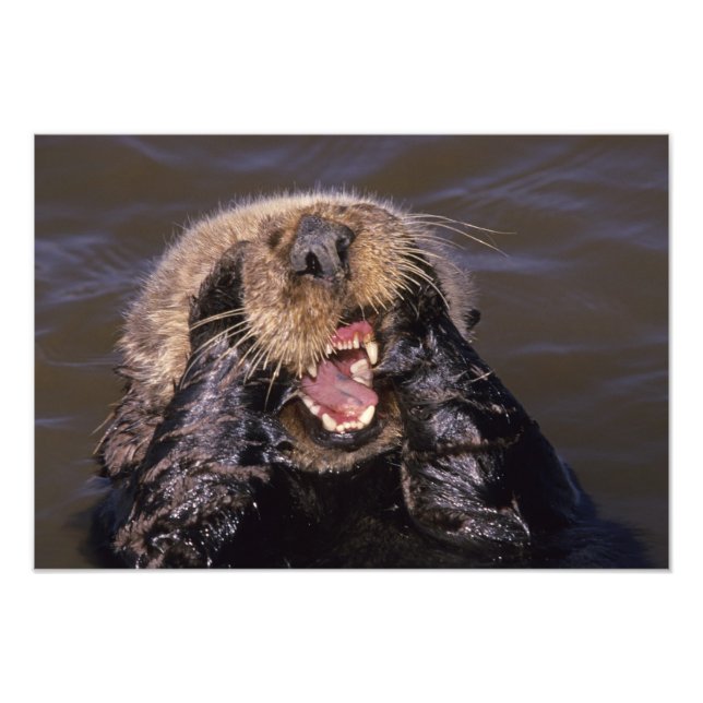 Sea Otters, Enhydra lutris 2 Fotodruck (Vorne)