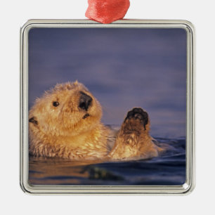 Sea Otters, Enhydra lutris 2 Silbernes Ornament