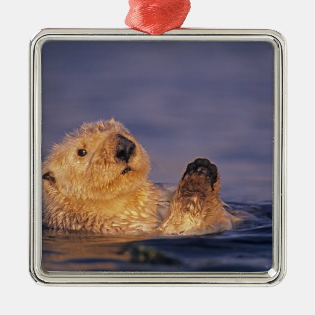 Sea Otters, Enhydra lutris 2 Silbernes Ornament (Vorne)