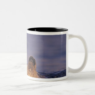 Sea Otters, Enhydra lutris 2 Zweifarbige Tasse