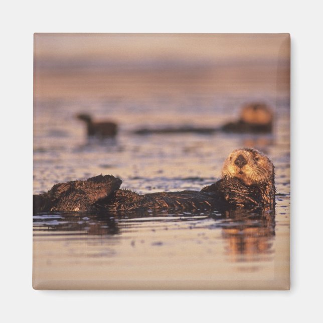 Sea Otters, Enhydra lutris 3 Magnet (Vorne)