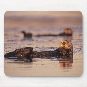 Sea Otters, Enhydra lutris 3 Mousepad