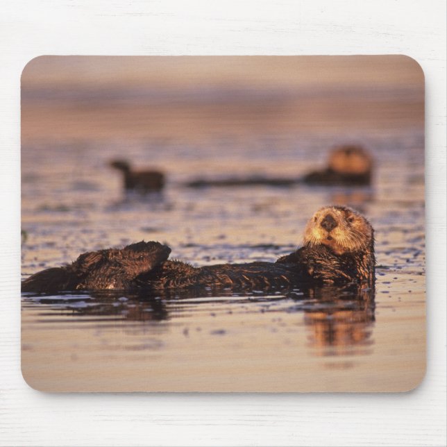 Sea Otters, Enhydra lutris 3 Mousepad (Vorne)