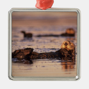 Sea Otters, Enhydra lutris 3 Ornament Aus Metall