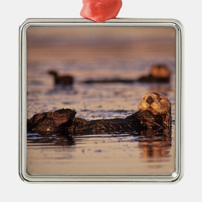 Sea Otters, Enhydra lutris 3 Ornament Aus Metall (Vorne)
