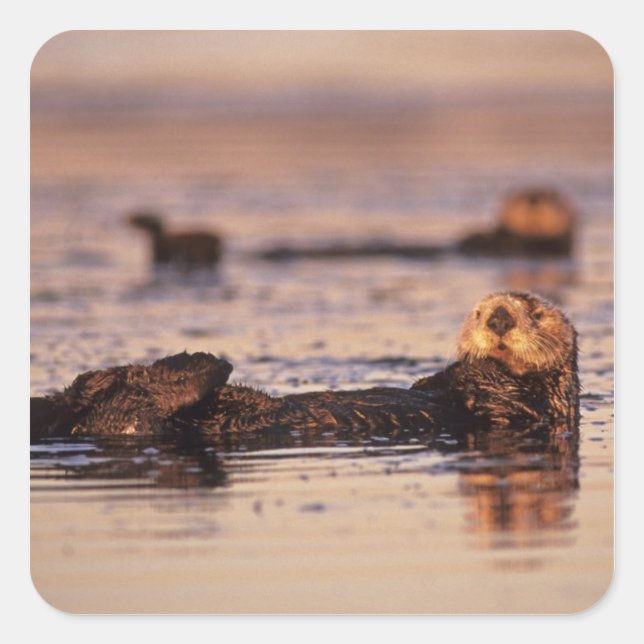 Sea Otters, Enhydra lutris 3 Quadratischer Aufkleber (Vorderseite)